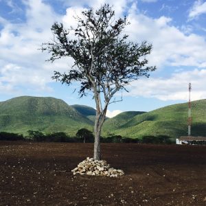 tree tree