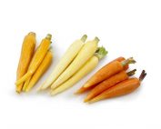 Baby-Colored-Carrots