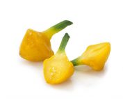 Sunburst squash - Fresh and vibrant pattypan squash on a white background.