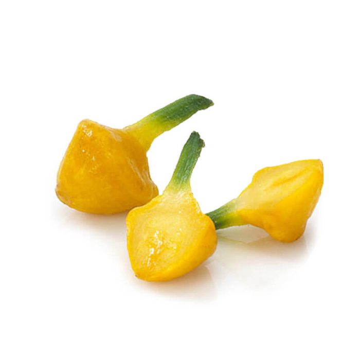 Sunburst squash - Fresh and vibrant pattypan squash on a white background.