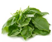 Fresh basil leaves in a white background.