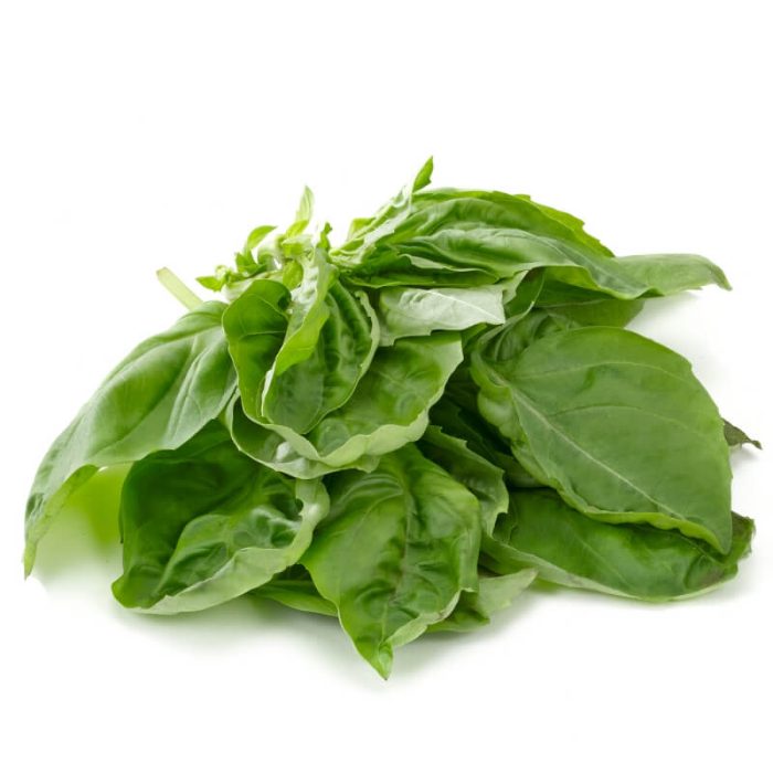 Fresh basil leaves in a white background.