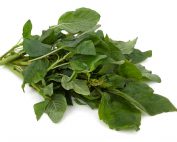 A bunch of fresh Callaloo leaves on a white background.