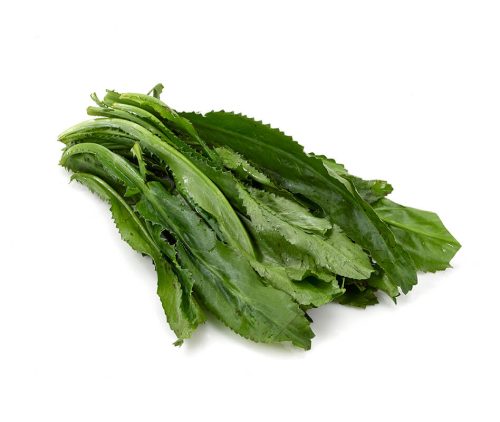 A bunch of fresh Culantro with a white background