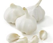 Garlic White (1)