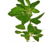 Oregano bundle on a white background.