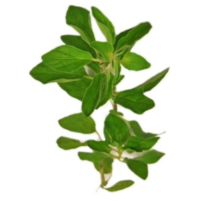 Oregano bundle on a white background.