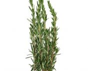 Fresh rosemary on a white background