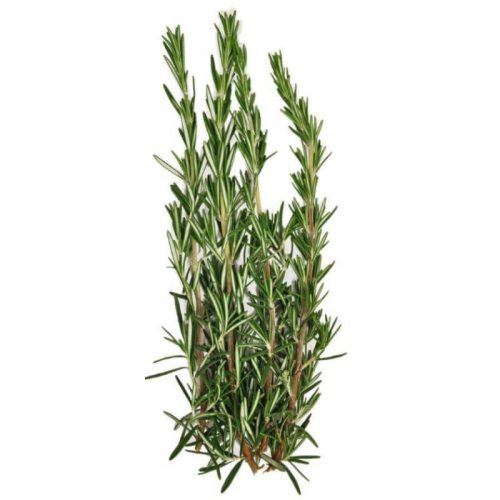 Fresh rosemary on a white background