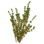 Fresh Thyme herb in a white background