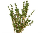 Fresh Thyme herb in a white background
