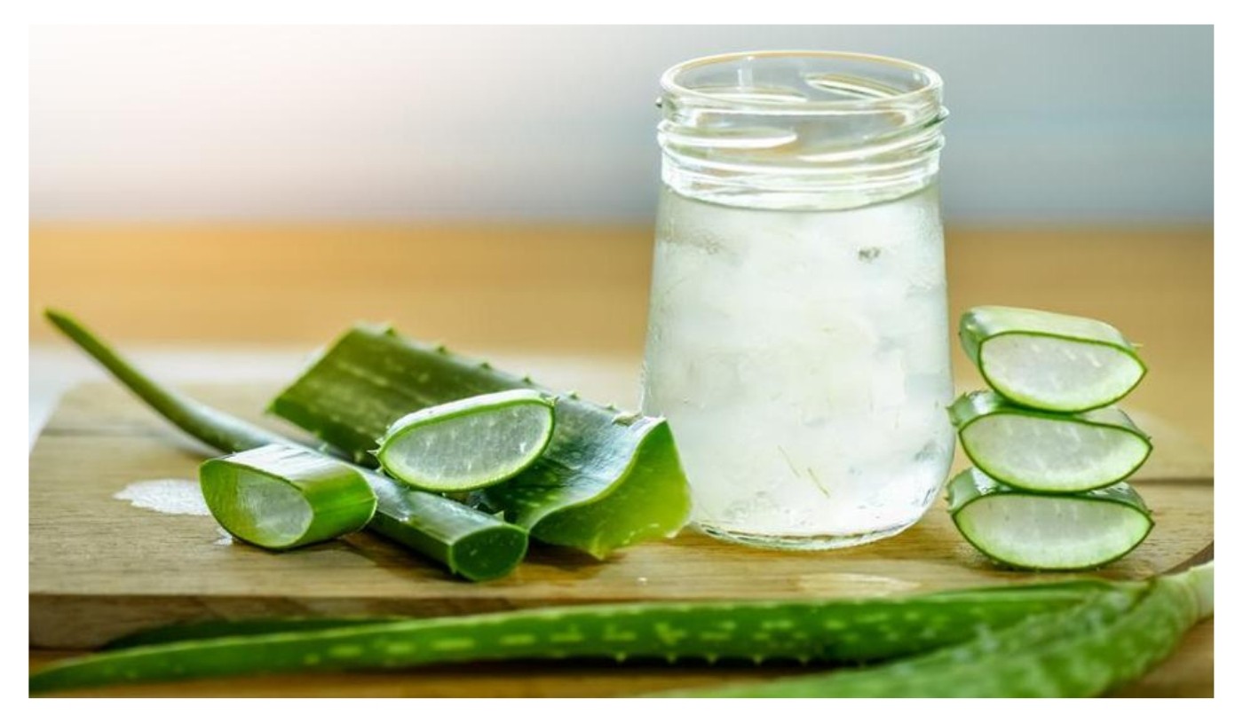 Aloe Vera for Weight Loss - Vega Produce: Eat Exotic, Be ...