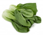 Shanghai-Bok-Choy