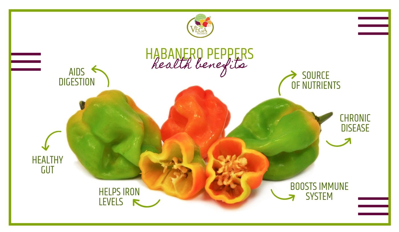 Are you looking to buy habanero peppers? Vega Produce is the place for you. Find specialty peppers with delivery at your door. Here are some health benefits for you!